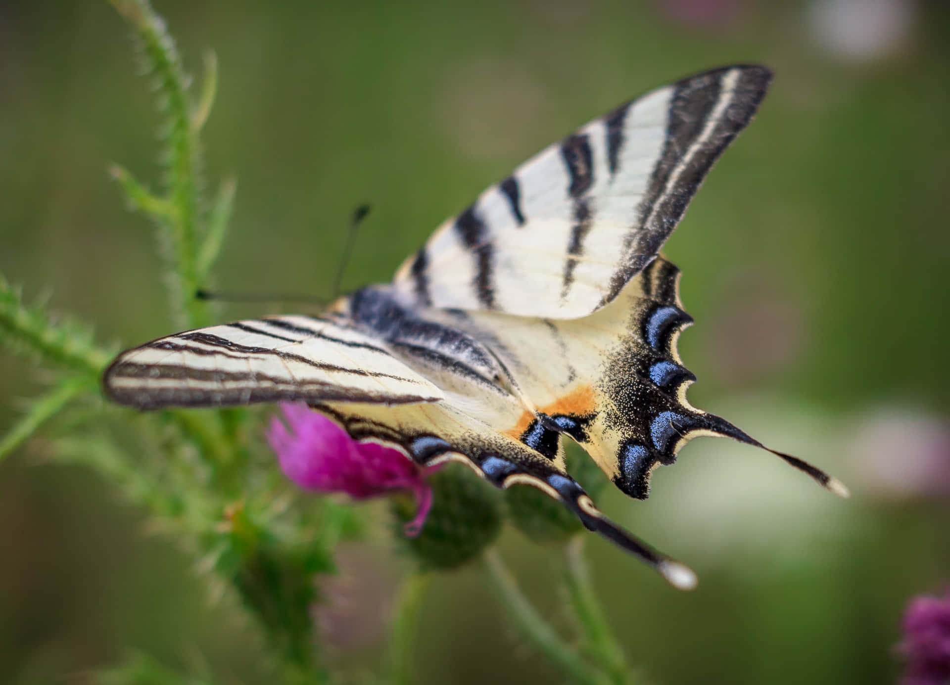 Elegant Black White Butterflyon Flower.jpg Wallpaper