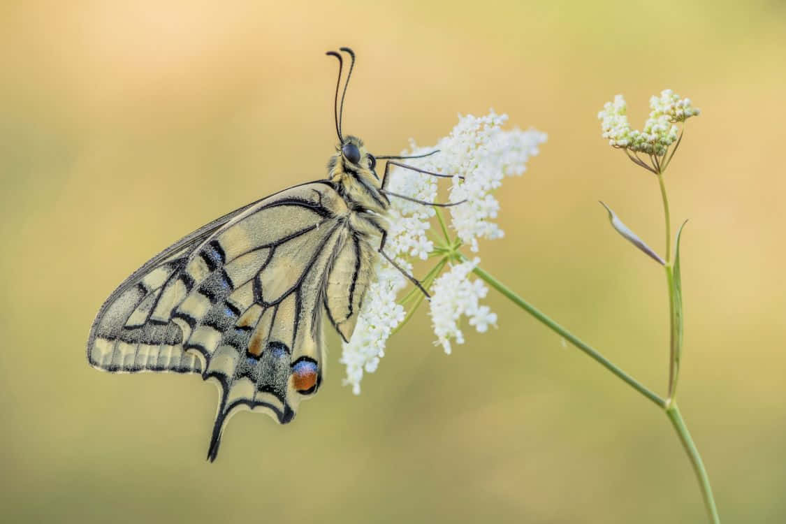 Elegant Black White Butterflyon Flower.jpg Wallpaper