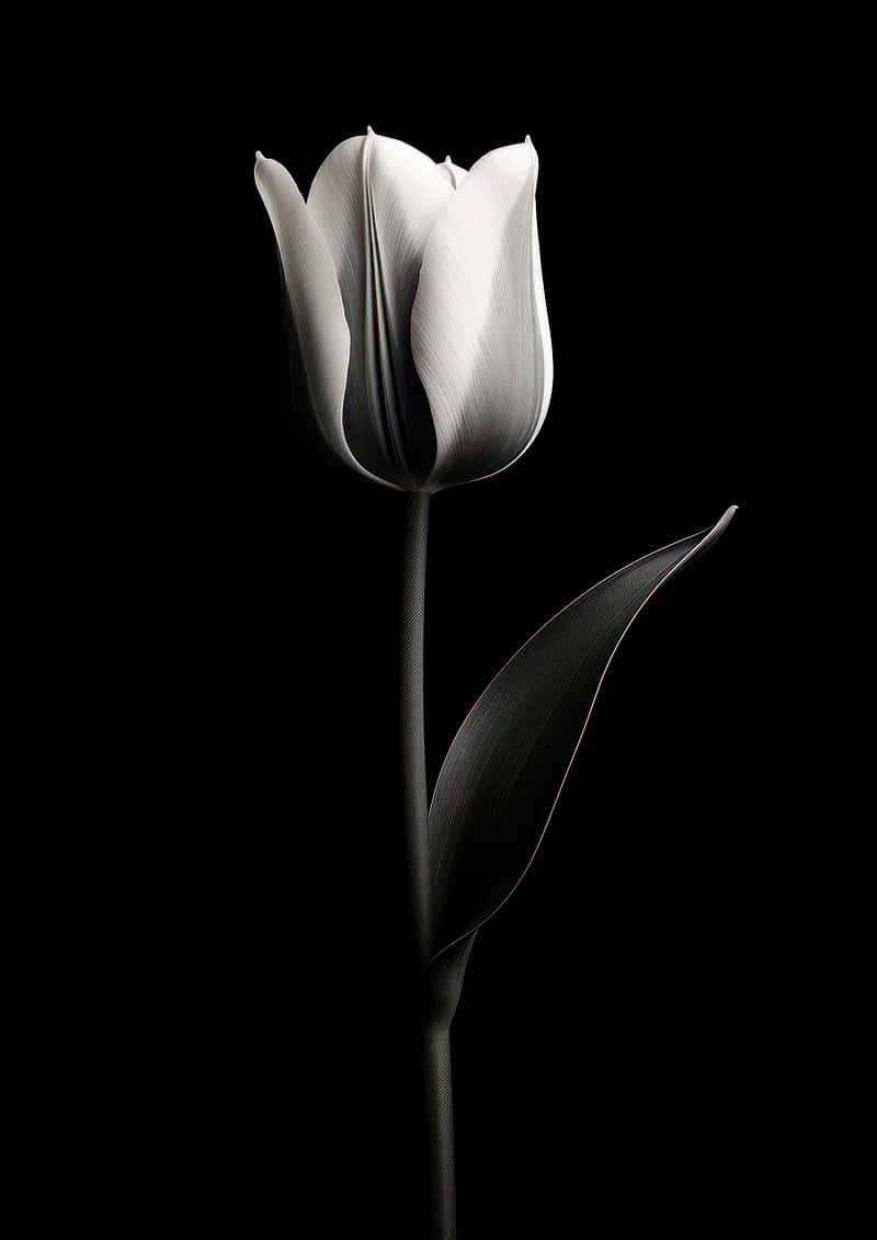 Elegant Black White Tulip Wallpaper