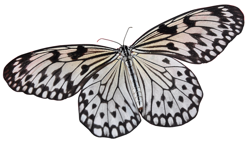 Elegant Blackand White Butterfly PNG