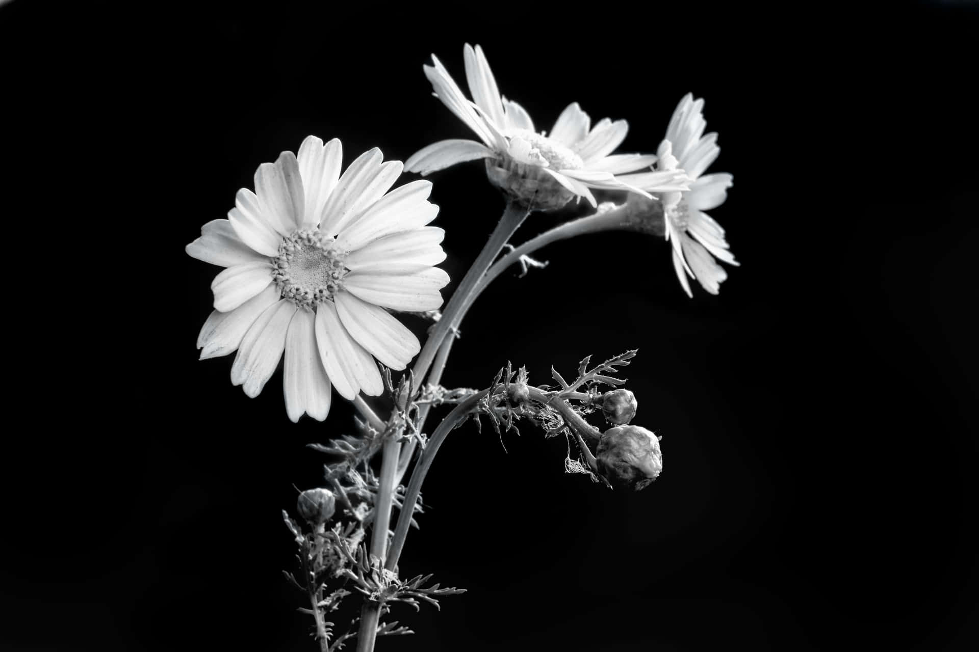 Elegant Blackand White Floral Photography Wallpaper