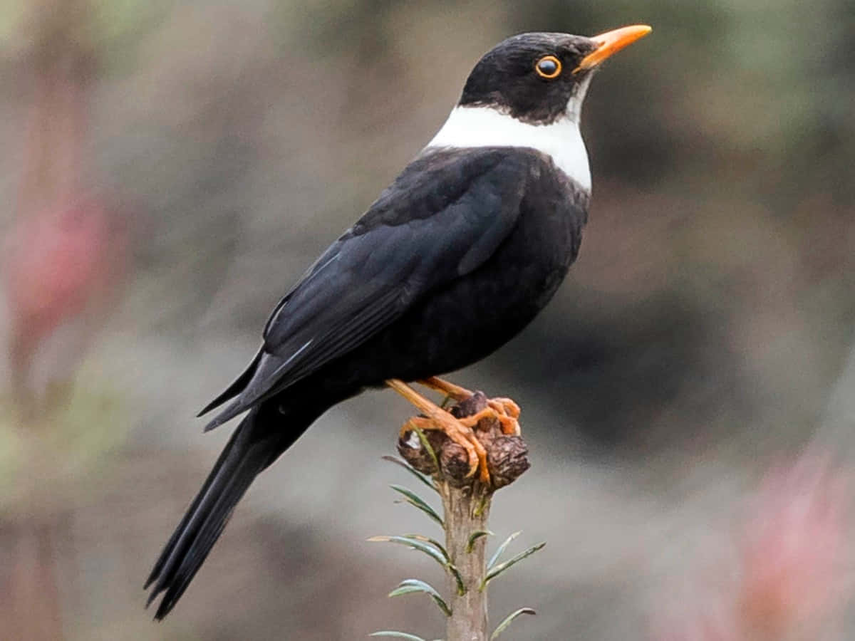 Elegant Blackbird Perched Wallpaper