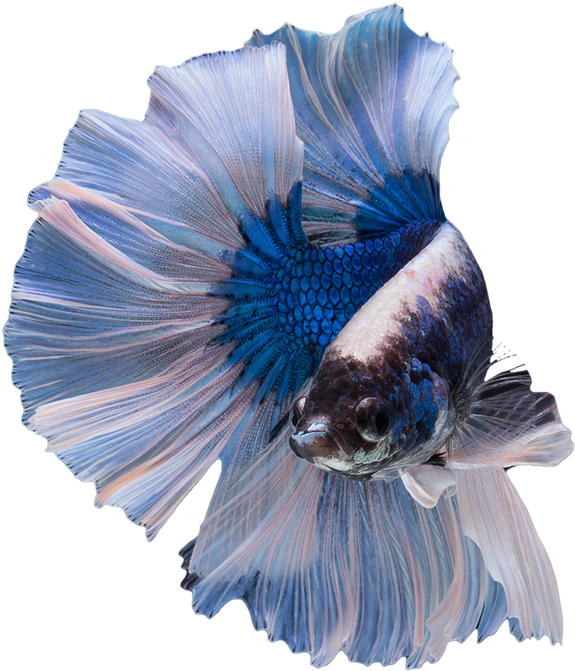 Elegant Blue Betta Fish PNG