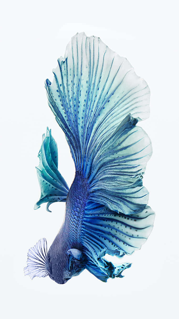 Elegant Blue Betta Fish Wallpaper