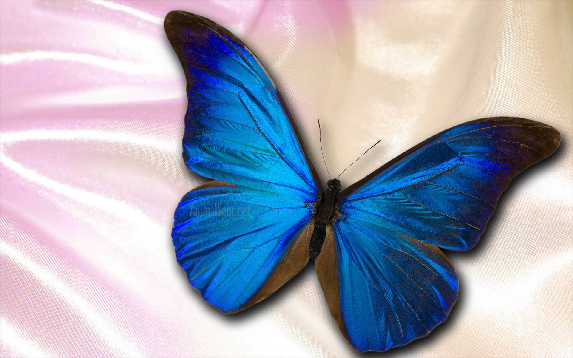 Elegant Blue Butterfly Wallpaper
