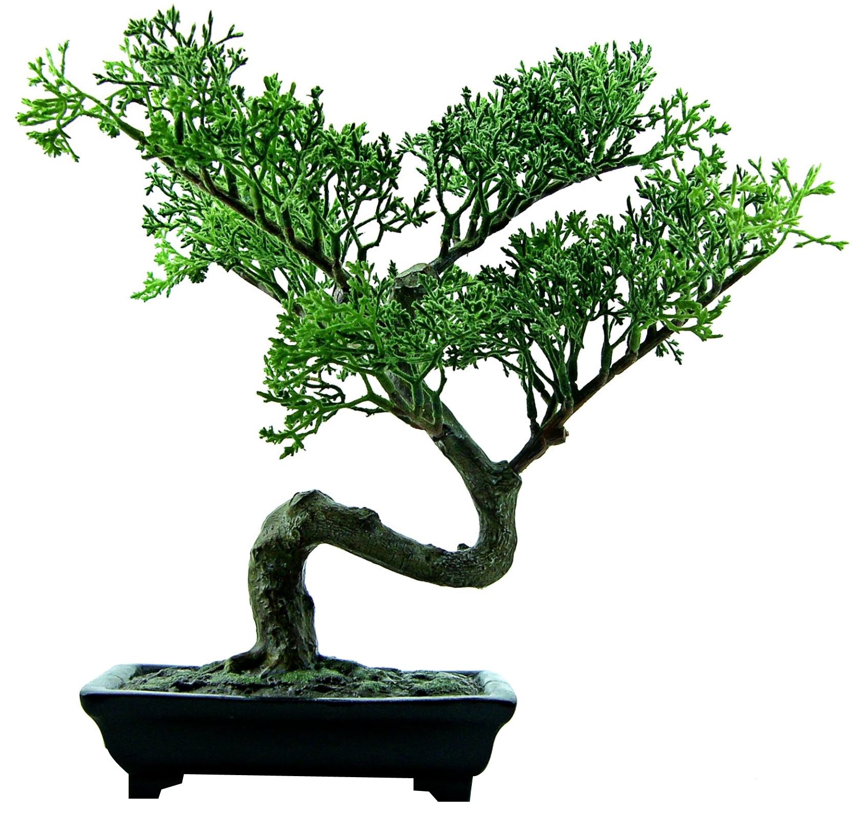Elegant Bonsai Treein Pot PNG