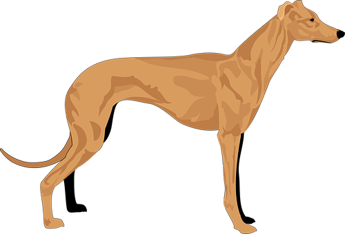 Elegant Brown Greyhound Vector PNG