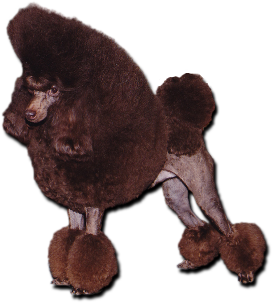 Elegant Brown Poodle Profile SVG