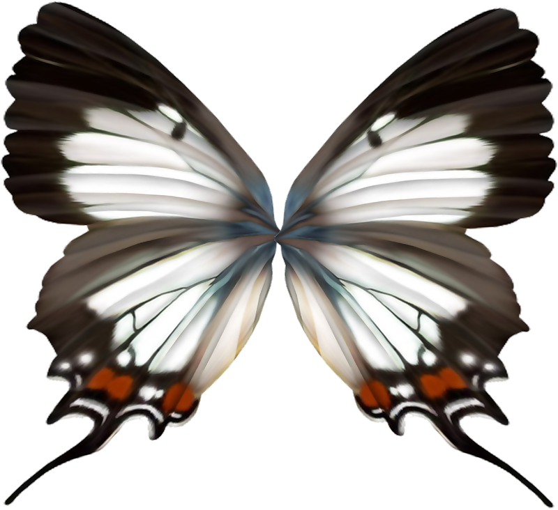 Elegant Butterfly Wings Symmetry PNG