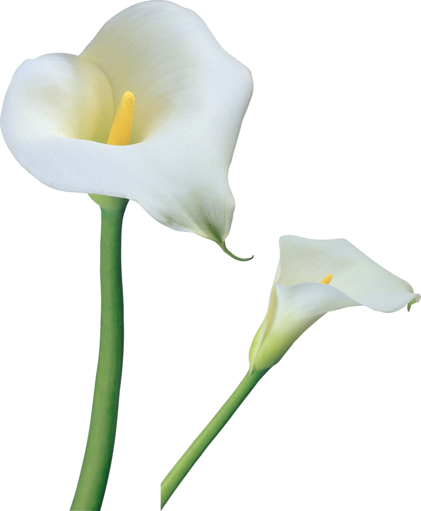 Elegant Calla Lilies PNG