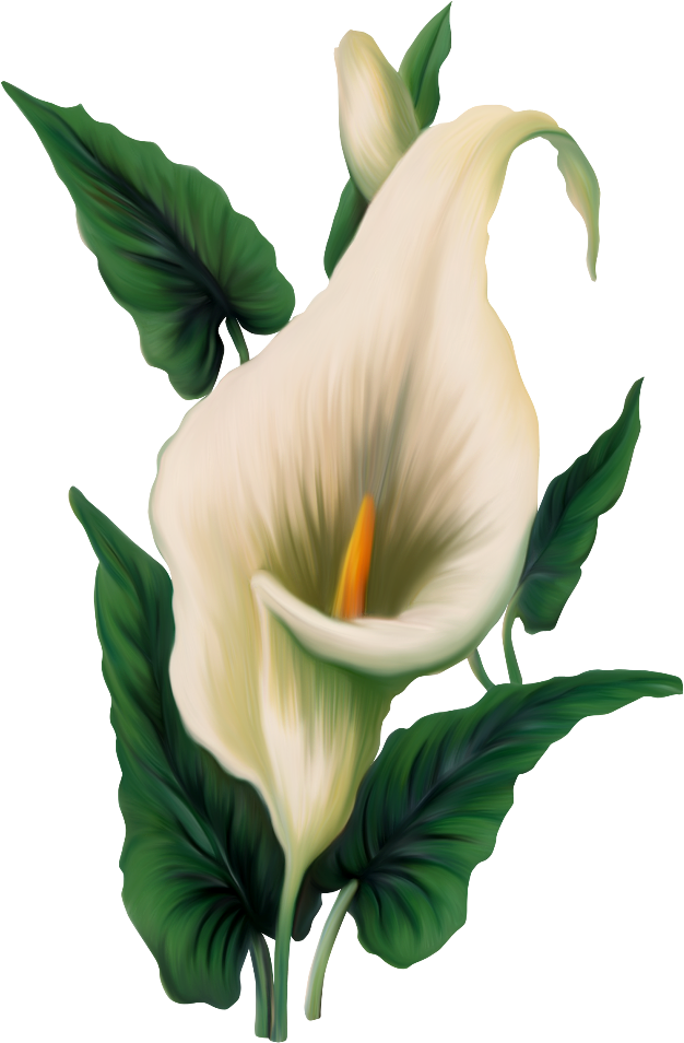 Elegant Calla Lily Illustration PNG