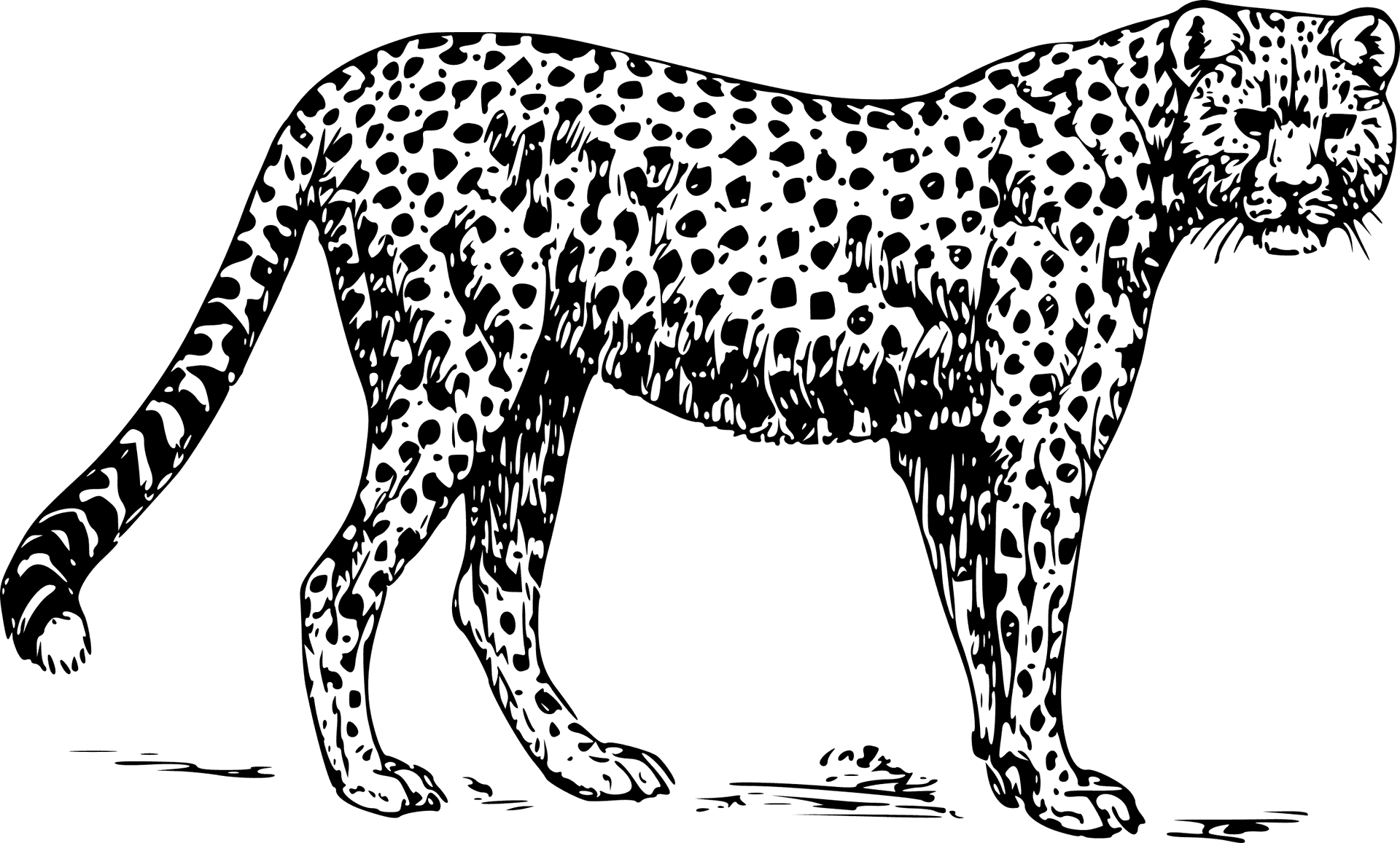 Elegant Cheetah Illustration PNG