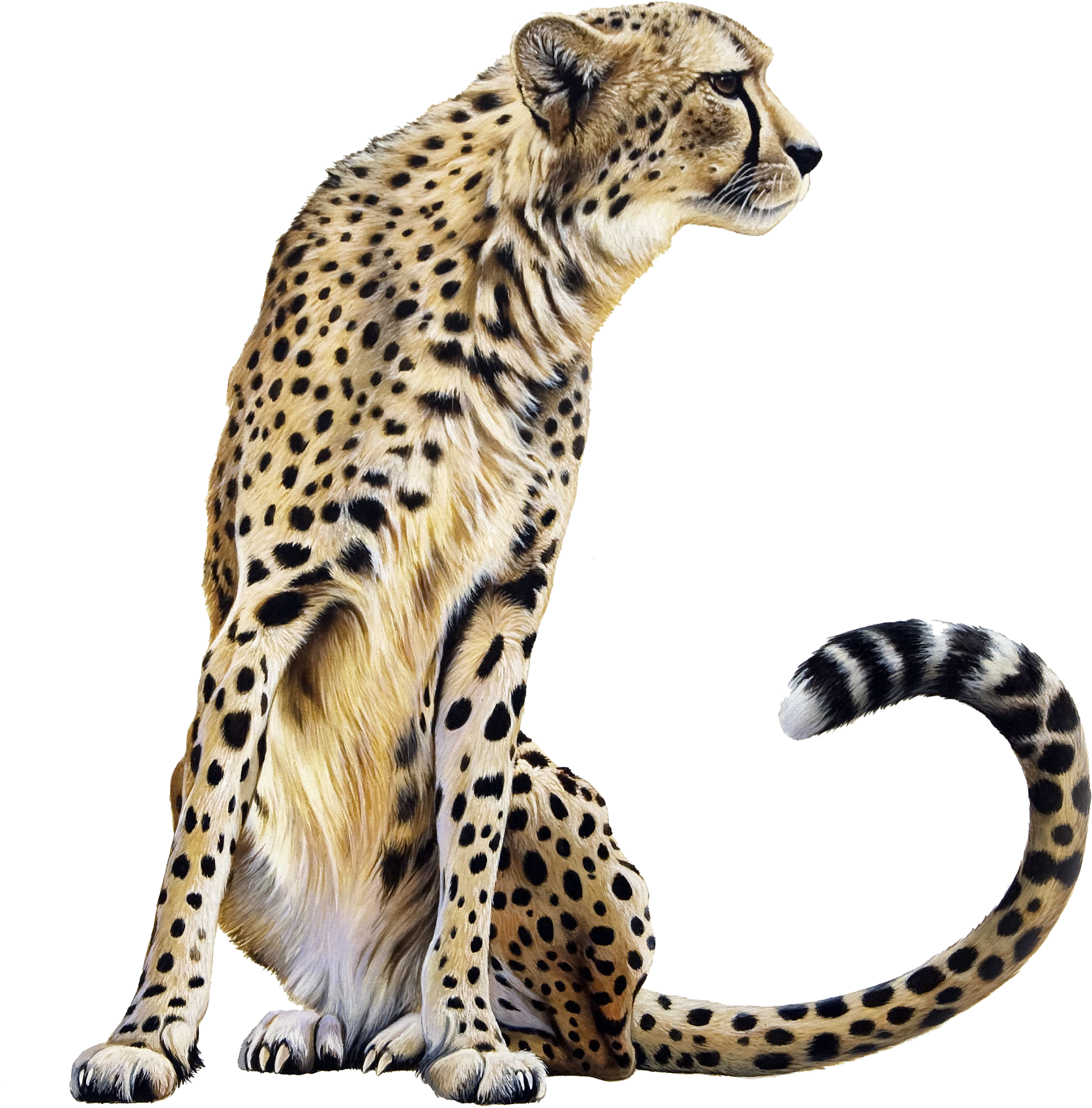 Elegant Cheetah Sitting Profile PNG