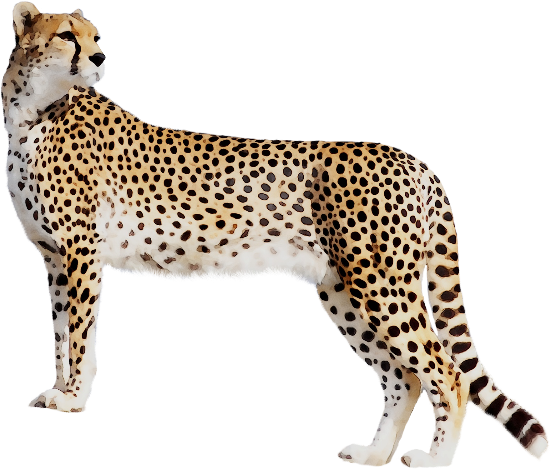 Elegant Cheetah Standing Side View PNG