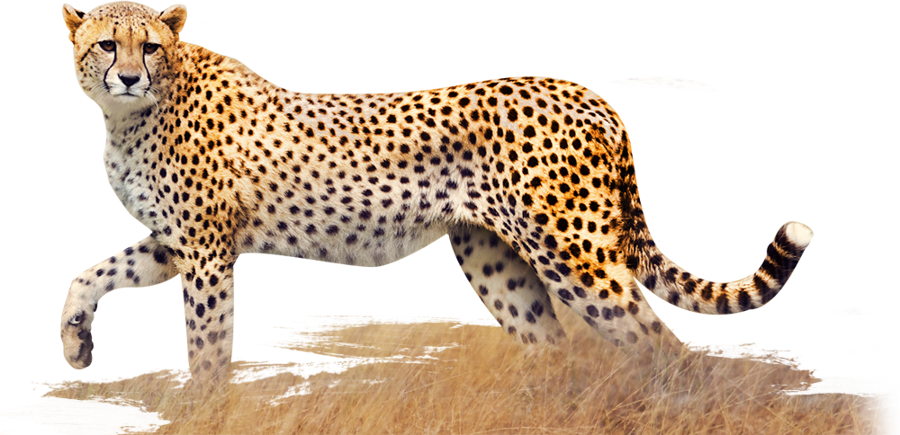 Elegant Cheetahin Stride PNG