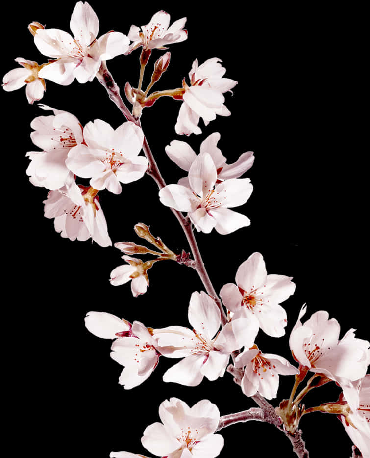 Elegant Cherry Blossoms Black Background PNG