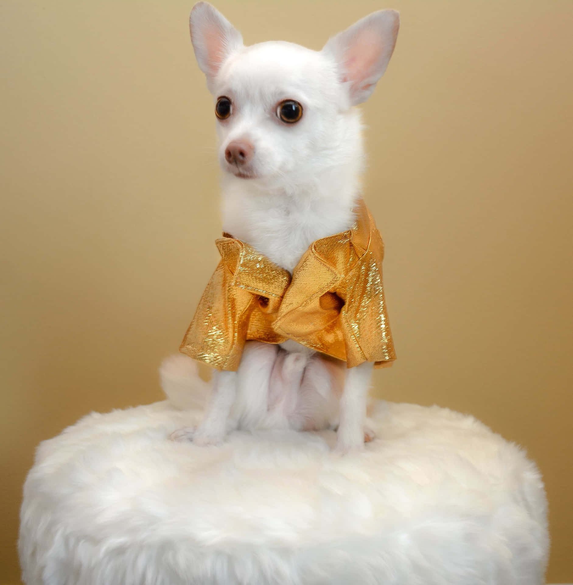 Elegant Chihuahuain Golden Bow Tie Wallpaper