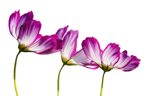 Elegant Cosmos Flowers Against Black Background PNG