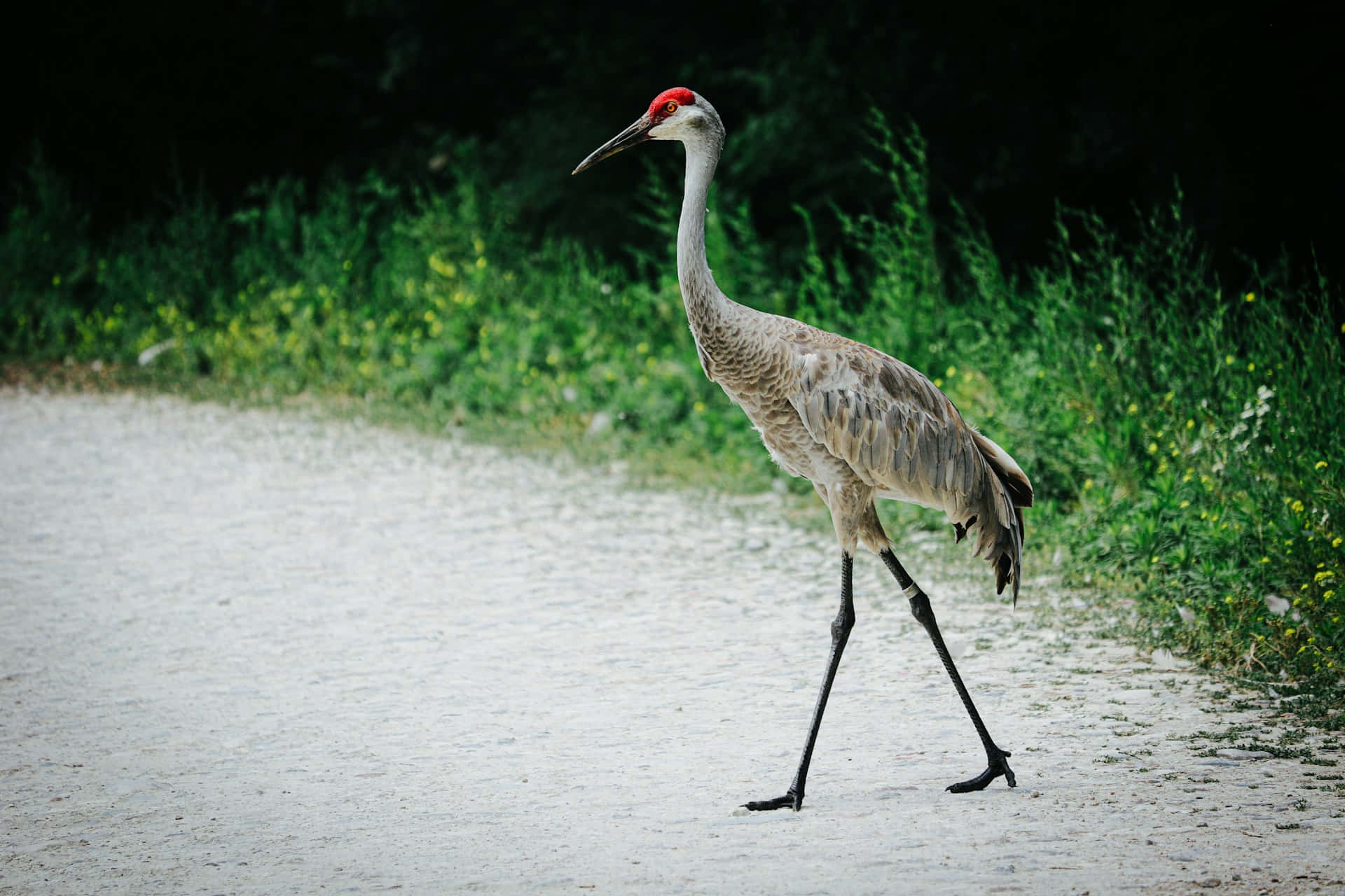 Grue Élégante Traversant Un Chemin Fond d'écran