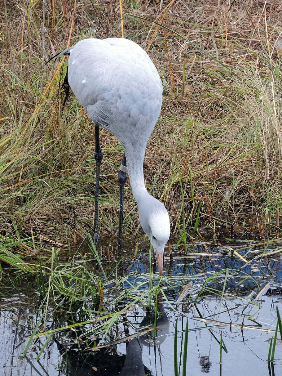 Grue Élégante Se Nourrissant Avec Reflet Dans L'eau Fond d'écran