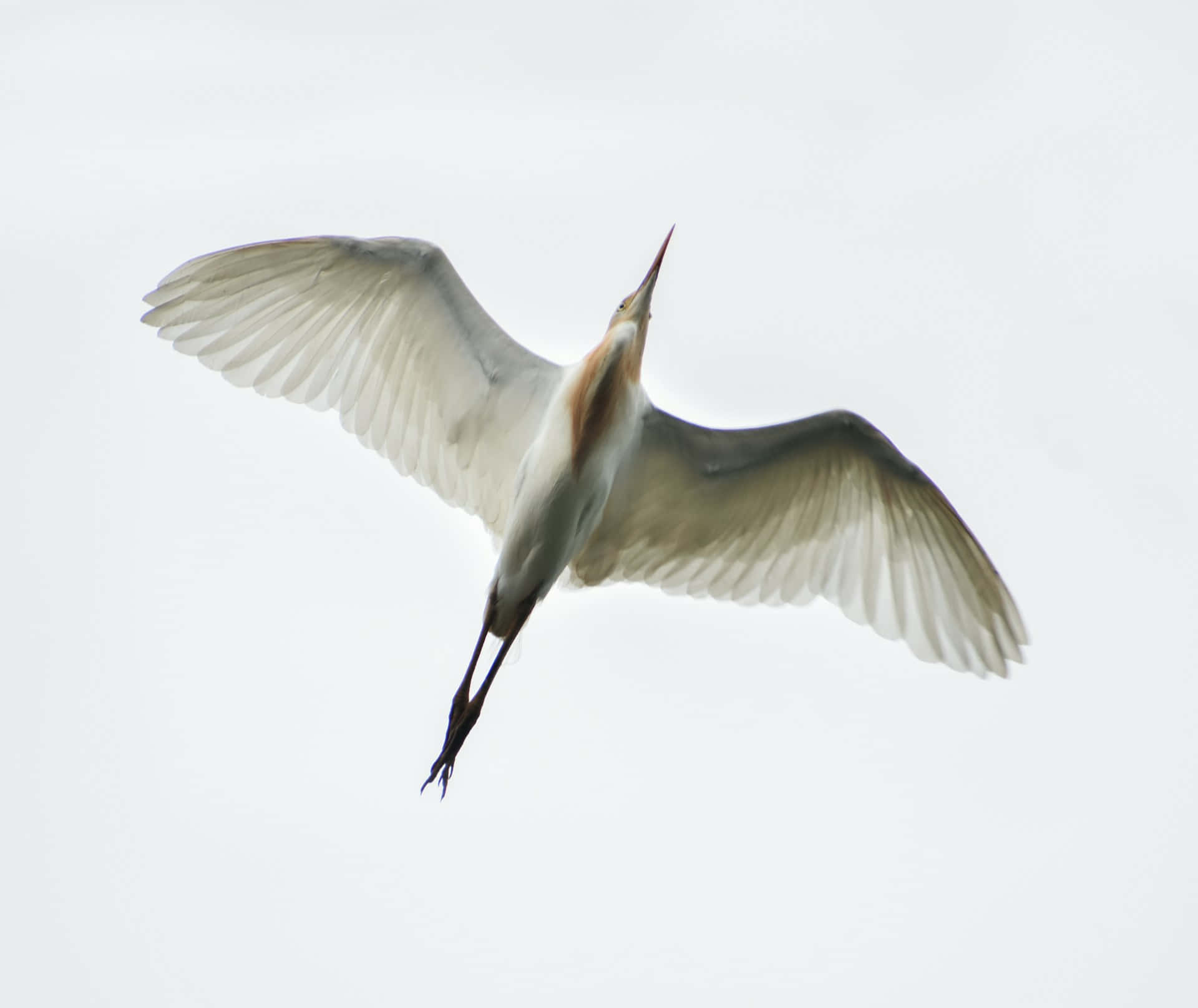 Elegant Crane In Flight.jpg Wallpaper