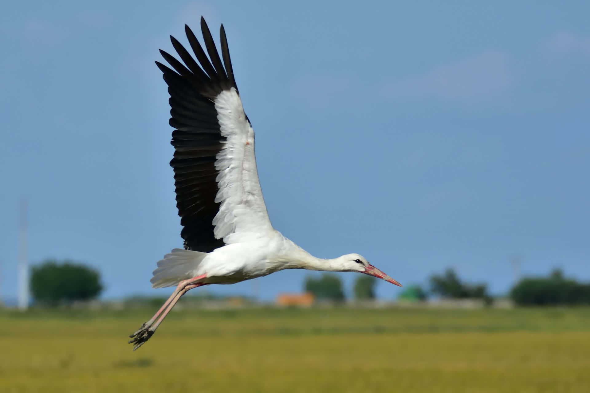 Elegante Kraanvogel In Vlucht Achtergrond