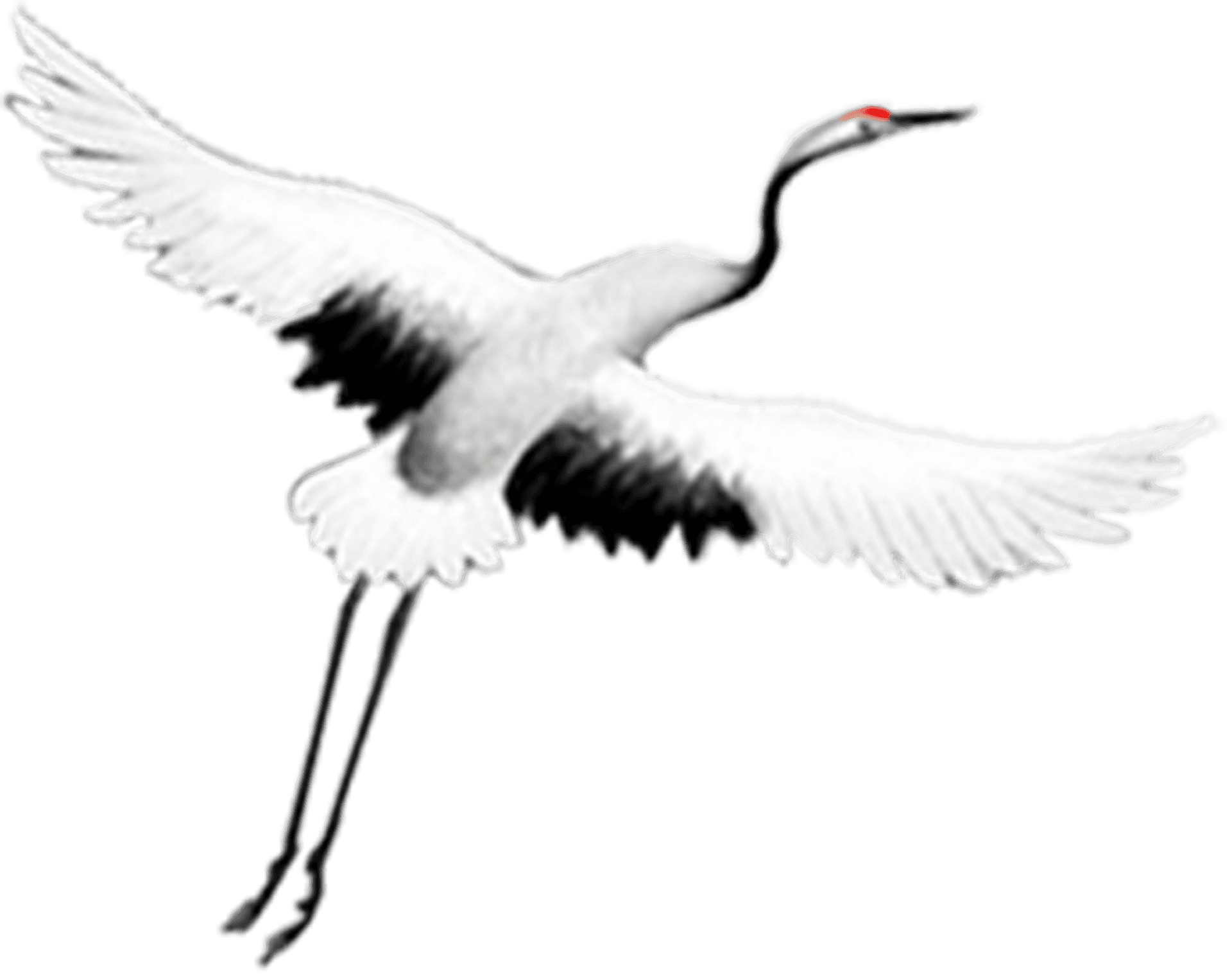 Elegant Crane In Flight.png PNG
