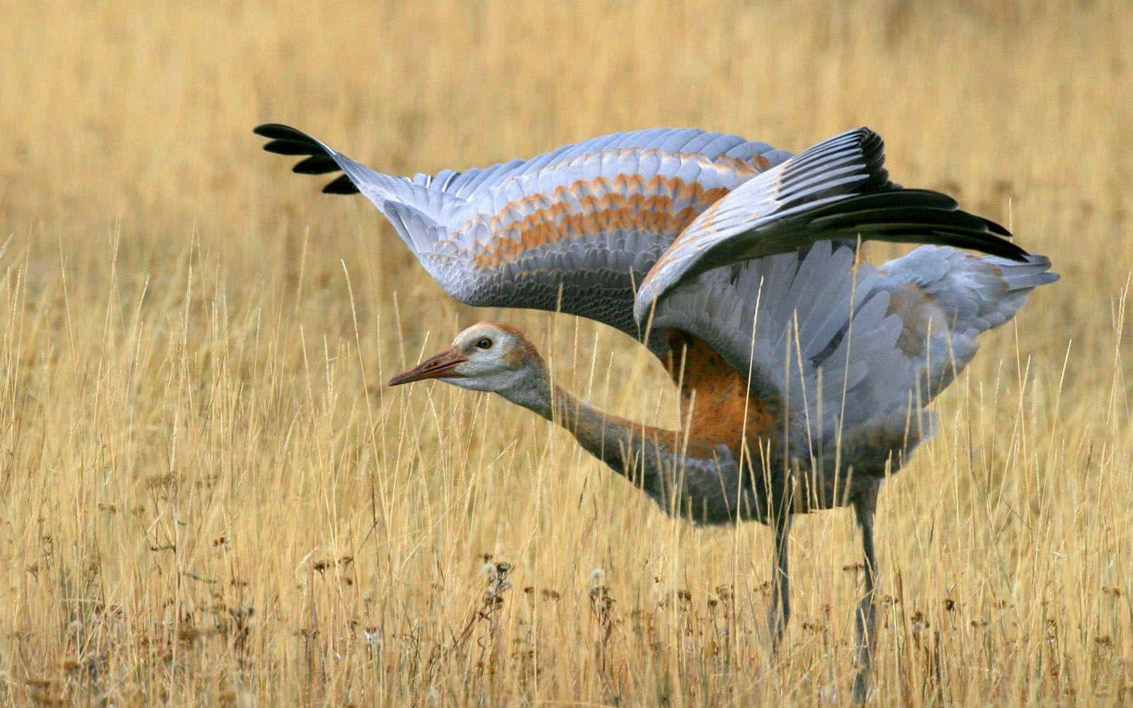 Elegante Kraanvogel Met Uitgestrekte Vleugels Achtergrond