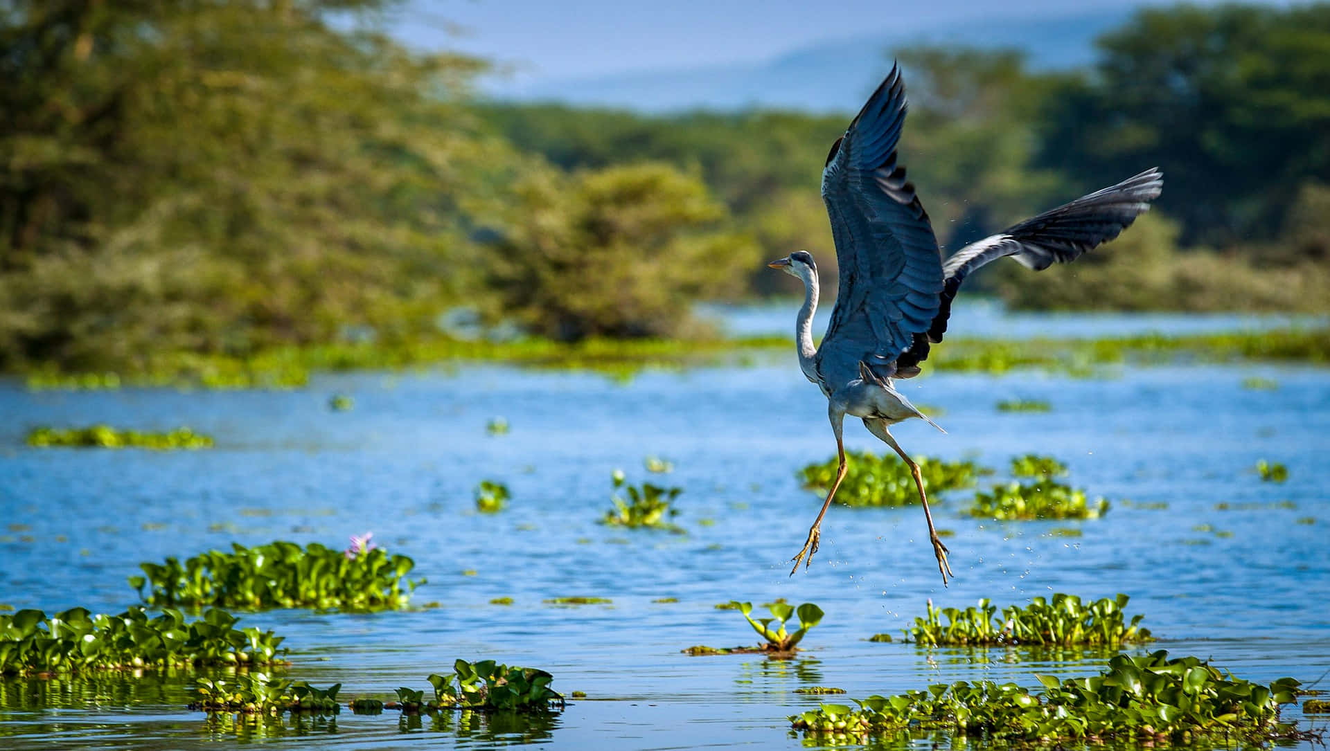 Burung Bangau Elegan Terbang Di Atas Air Wallpaper