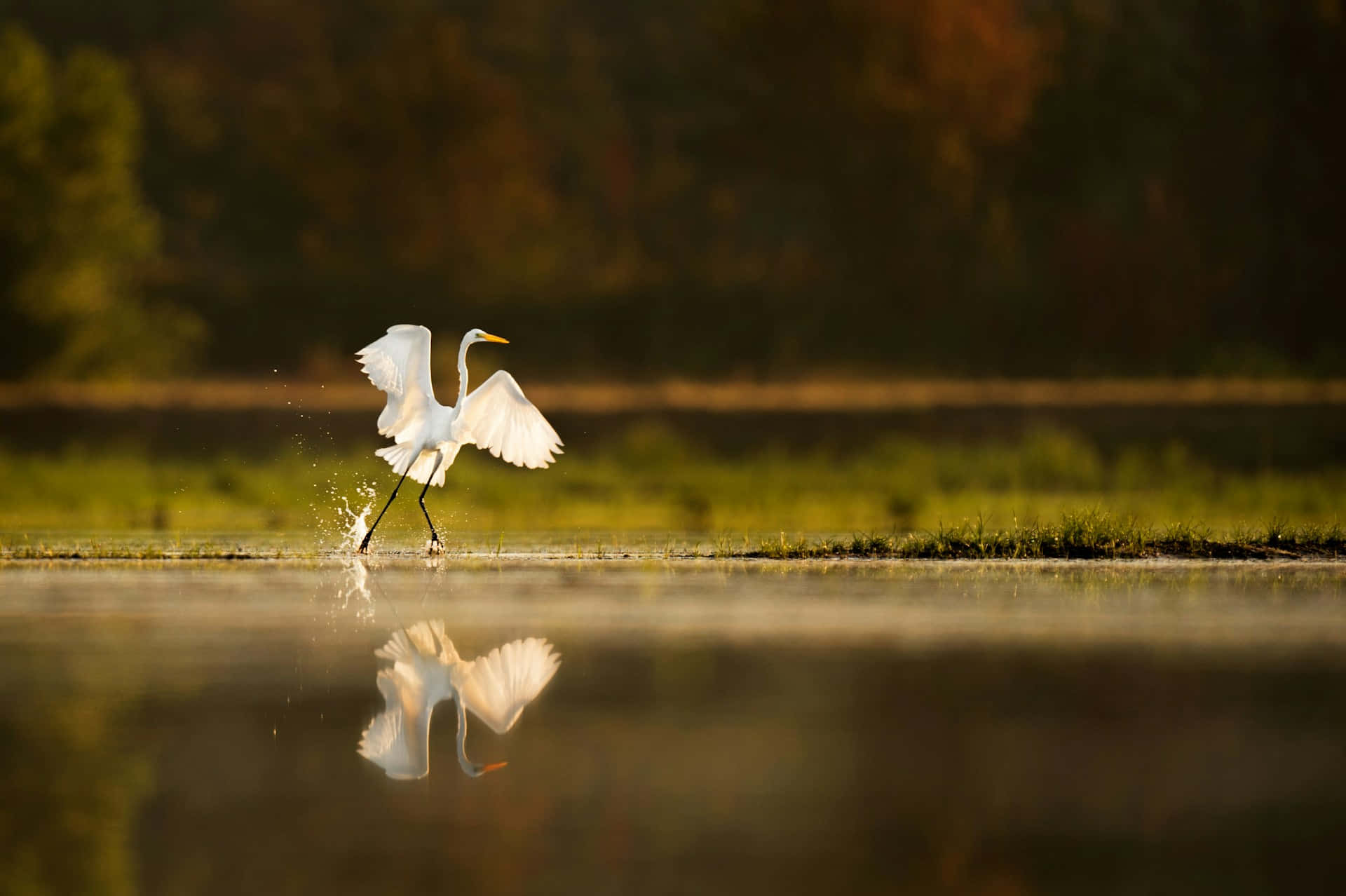 Elegante Kraanvogel Neemt Vlucht Achtergrond