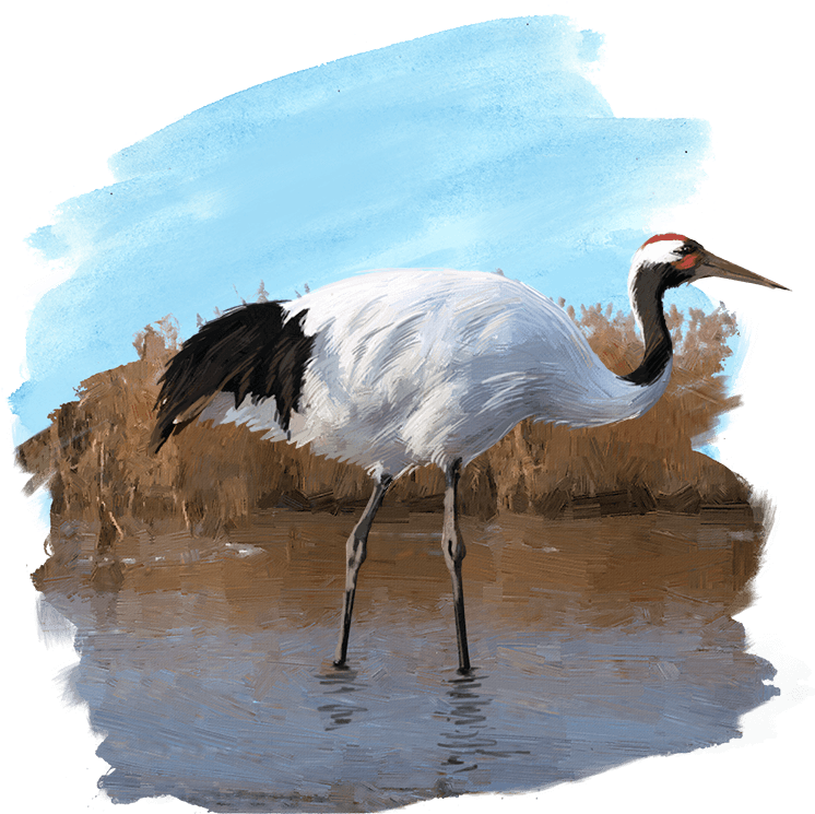 Download Elegant Crane Wading Water | Wallpapers.com