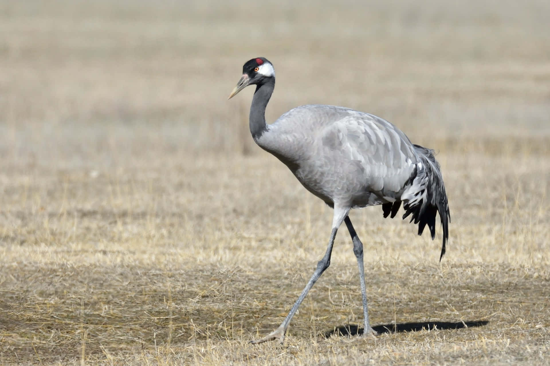 Elegant Crane Walkingin Field.jpg Wallpaper