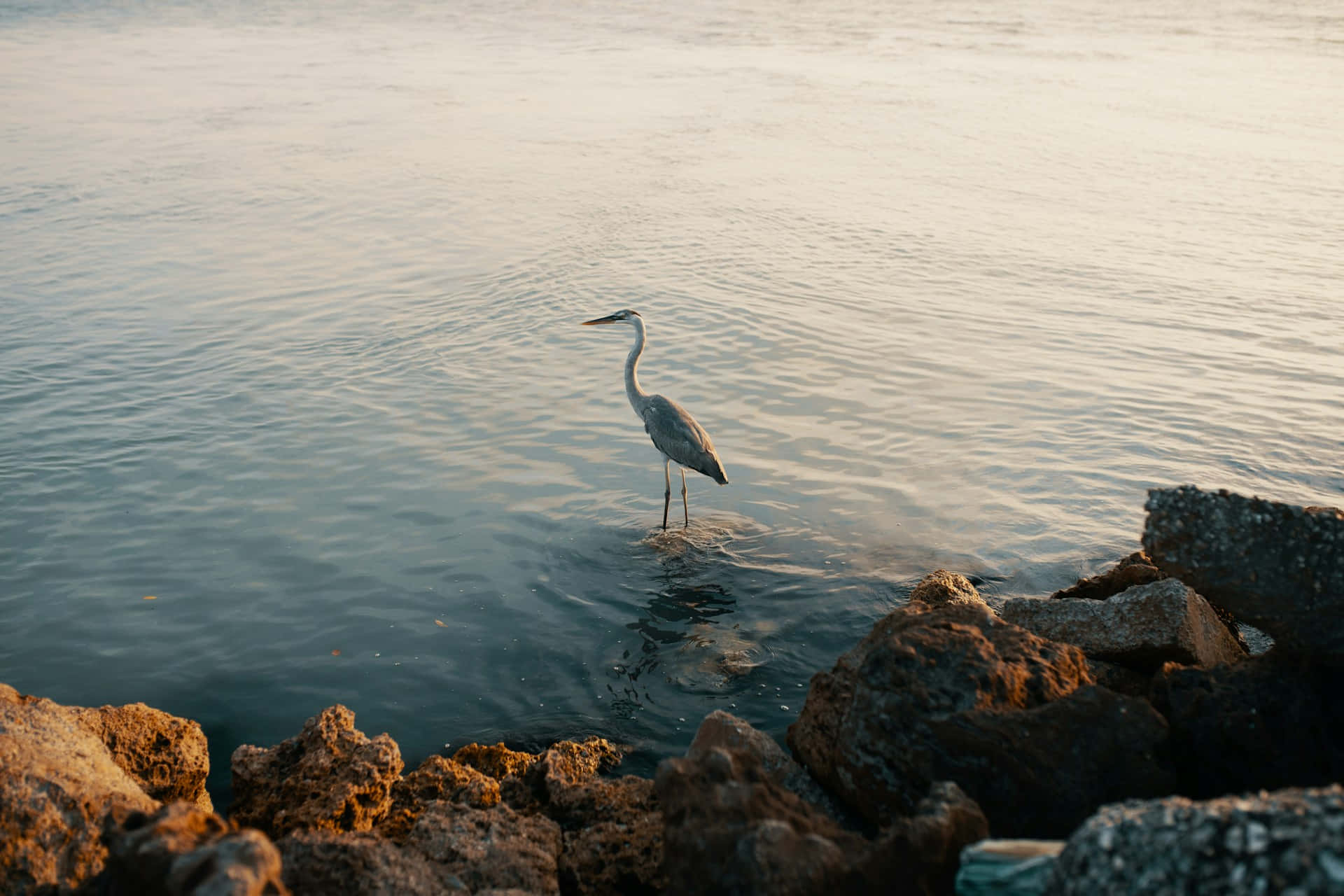 Elegante Kraanvogel Bij Zonsondergang Aan Waterzijde.jpg Achtergrond