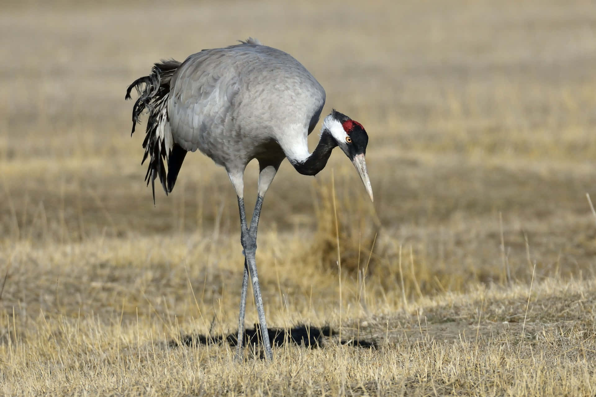 Elegante Kraanvogel In Grasland Habitat.jpg Achtergrond