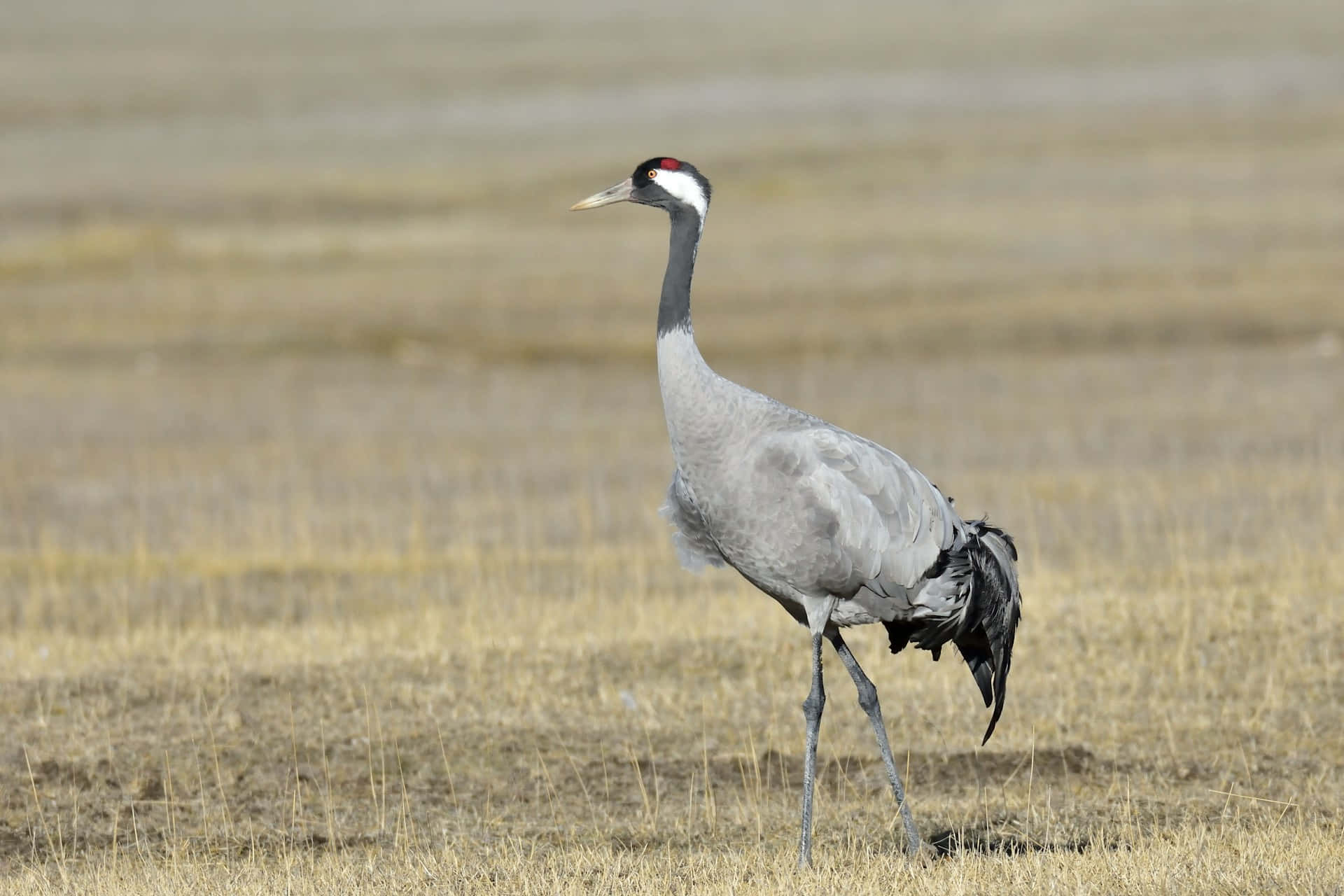 Grue Élégante Dans La Prairie Fond d'écran