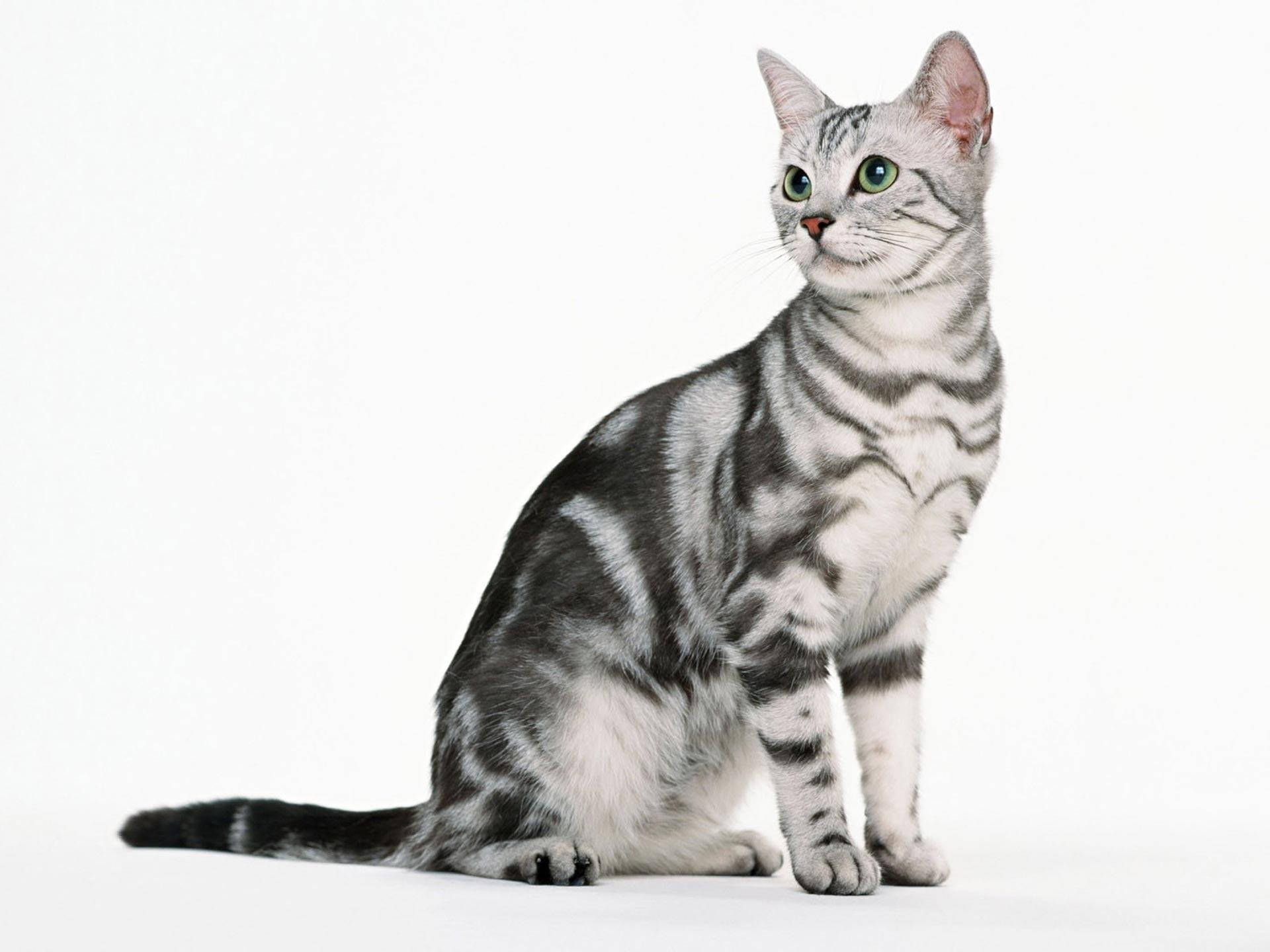 Elegante søde kat elsker mønstre Wallpaper