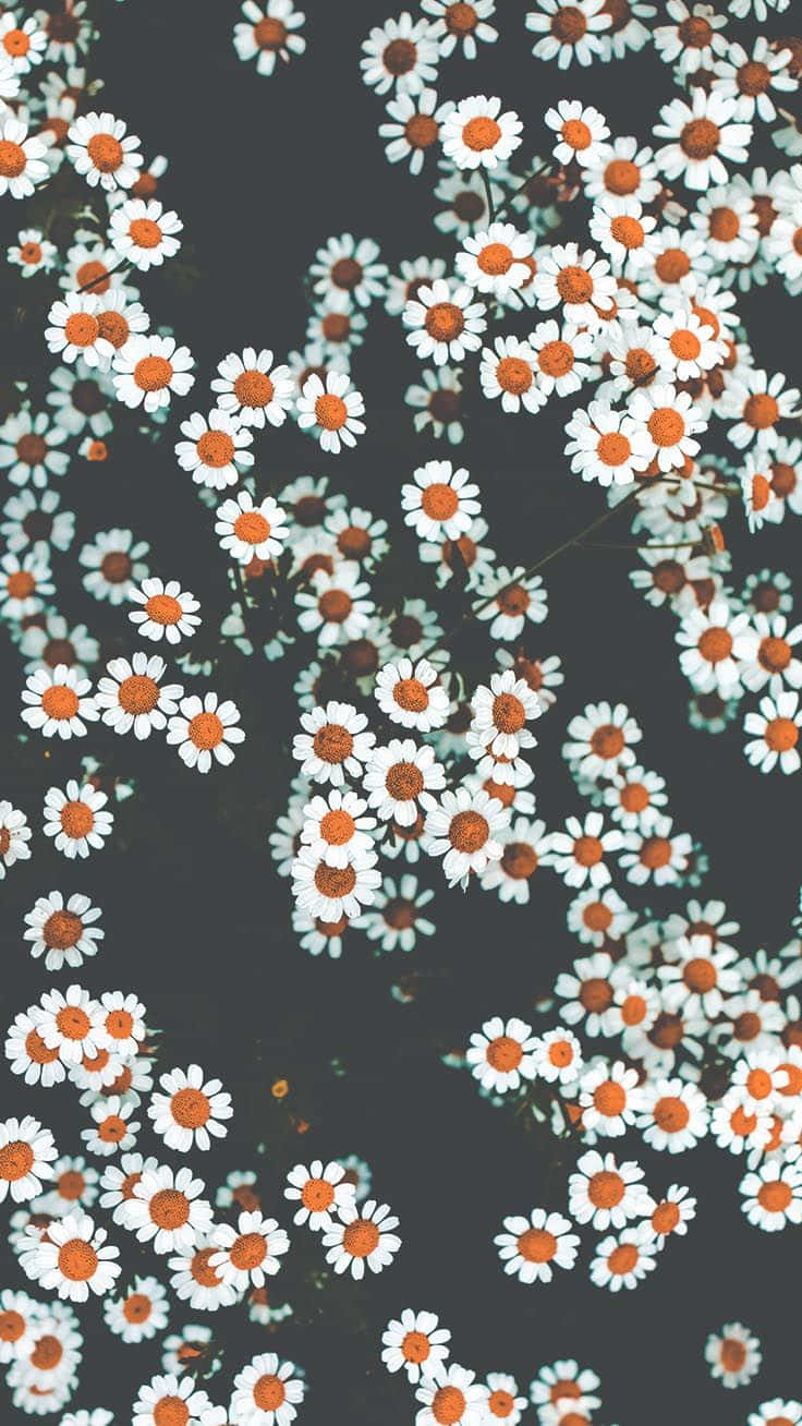 Elegant Daisy Pattern Dark Background.jpg Wallpaper