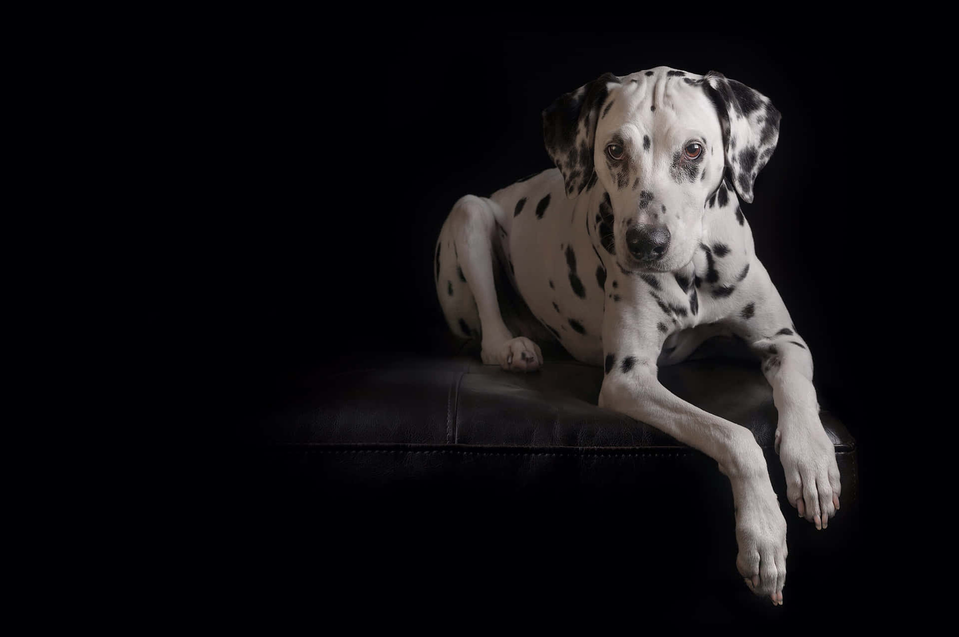 Dalmatian Elegan Latar Belakang Hitam Wallpaper