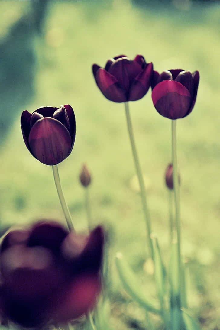 Elegant Dark Tulips Garden Wallpaper