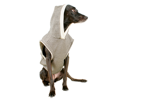 Elegant Dogin Hooded Cloak PNG