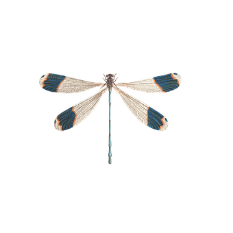 Elegant Dragonfly Black Background PNG