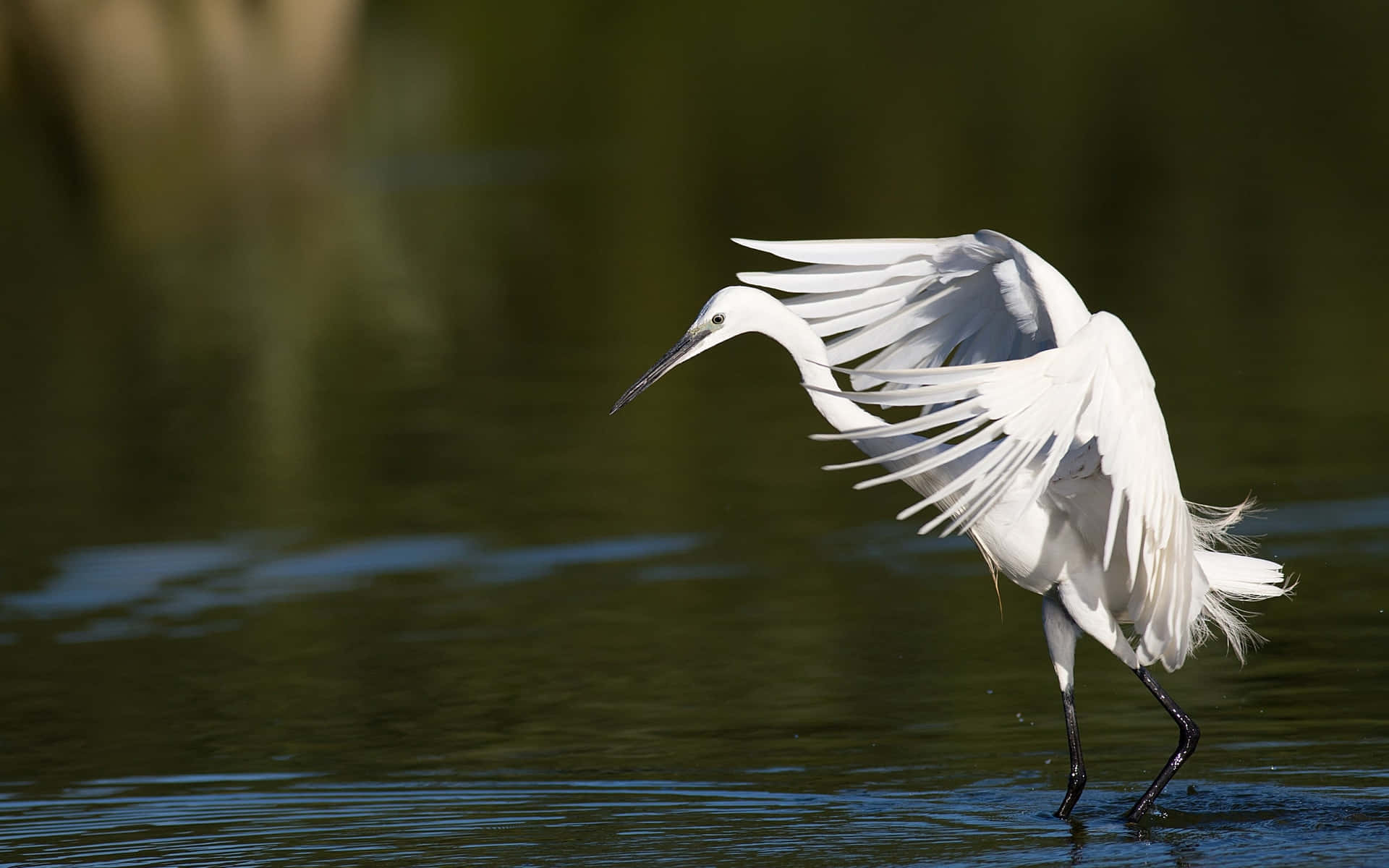 Elegant Egret Landende På Vann Bakgrunnsbildet