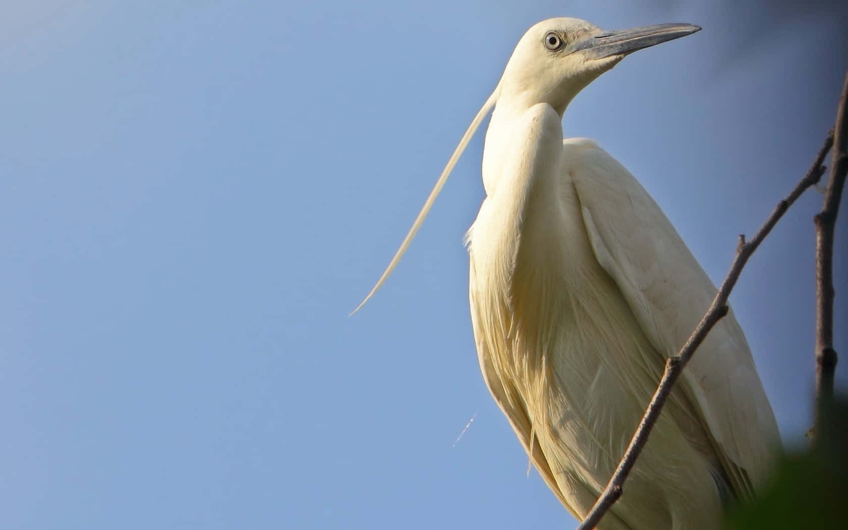 Elegant Egret Perched Branch Wallpaper