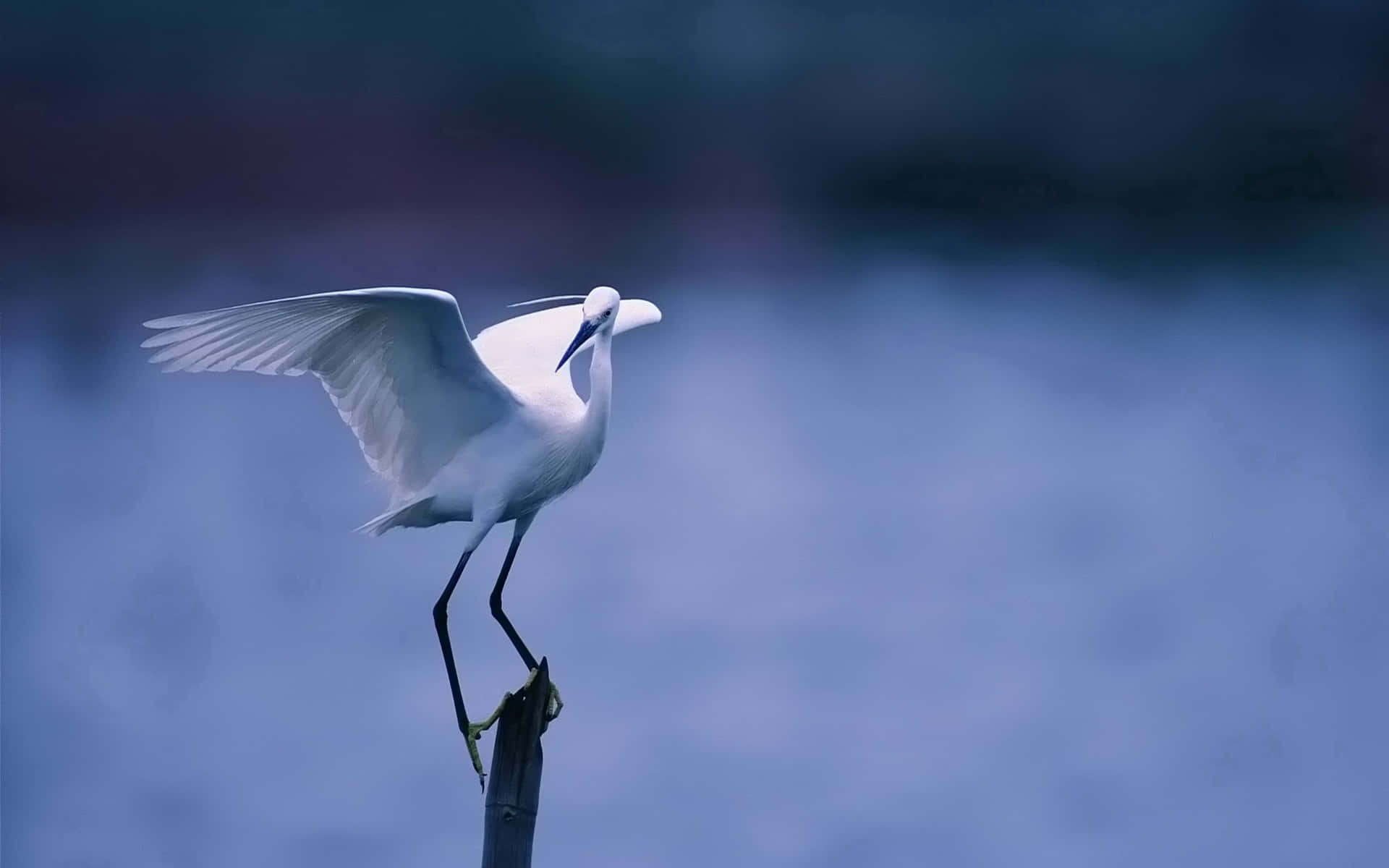 Elegant Egret Sittende På Gren Bakgrunnsbildet