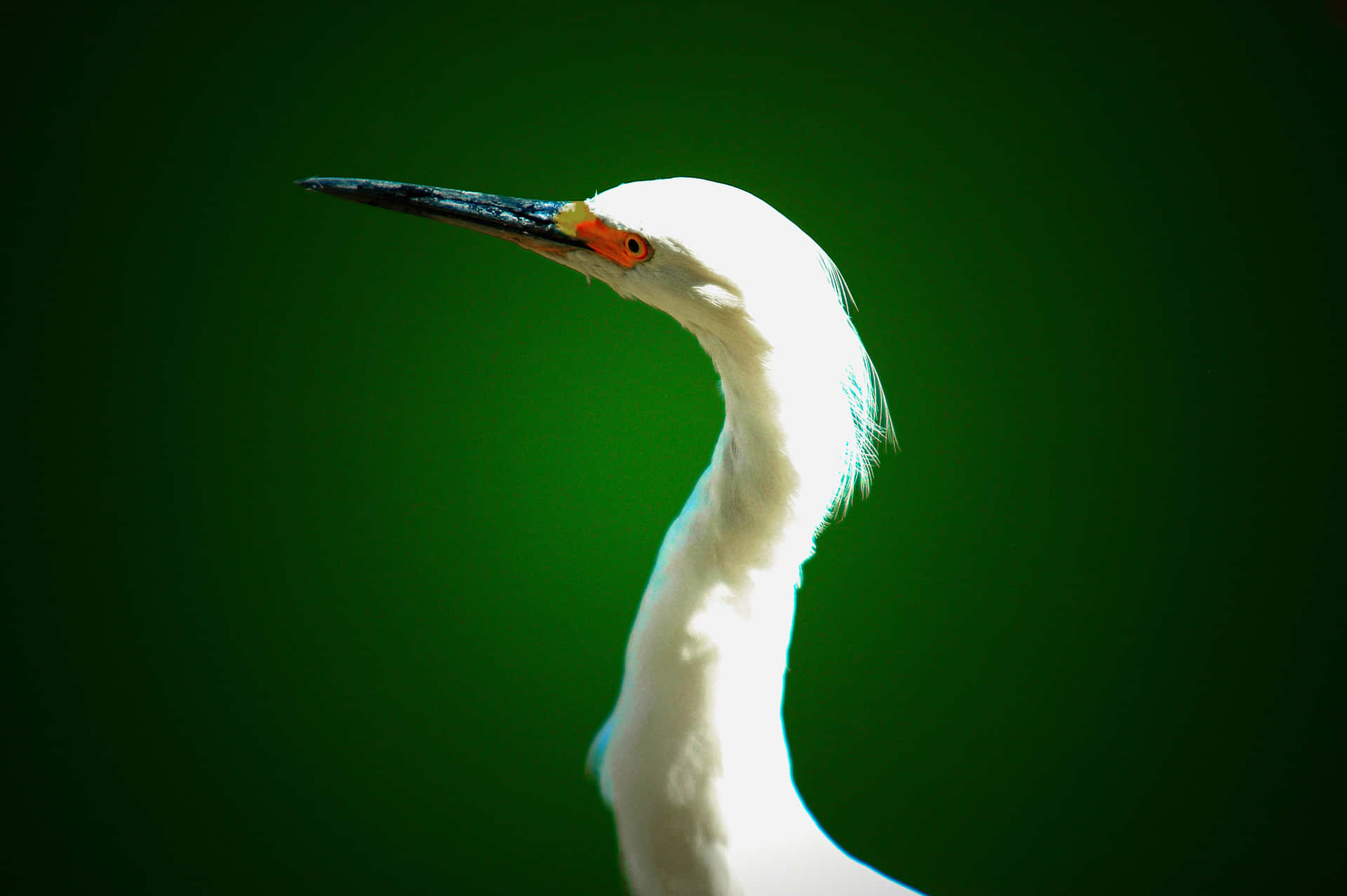 Elegant Egret Profil Mot Grønn Bakgrunn Bakgrunnsbildet