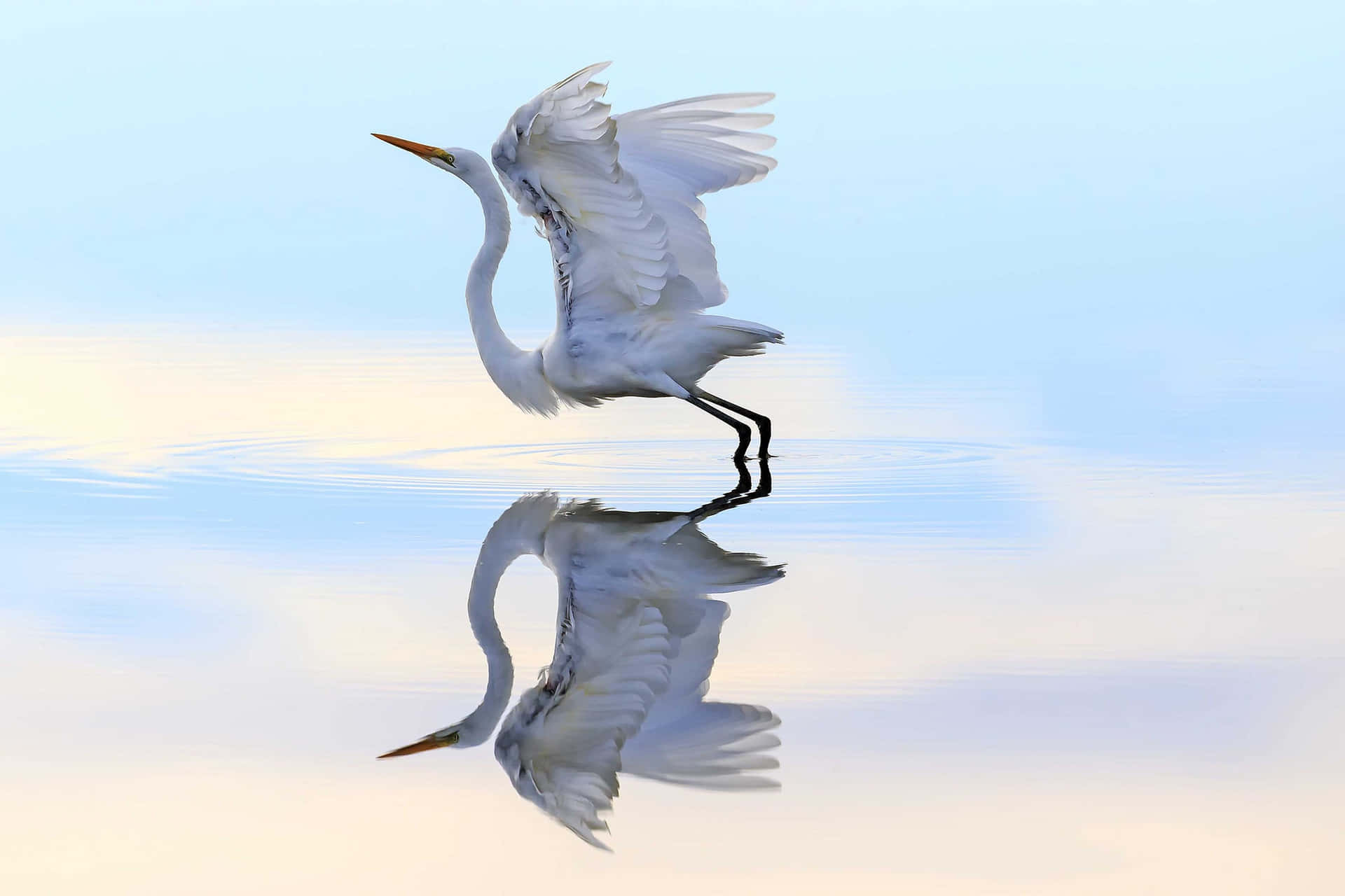 Elegant Egret Refleksjon Bakgrunnsbildet