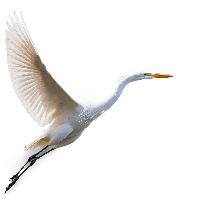 Elegant Egret Soaring Png Fvq41 PNG