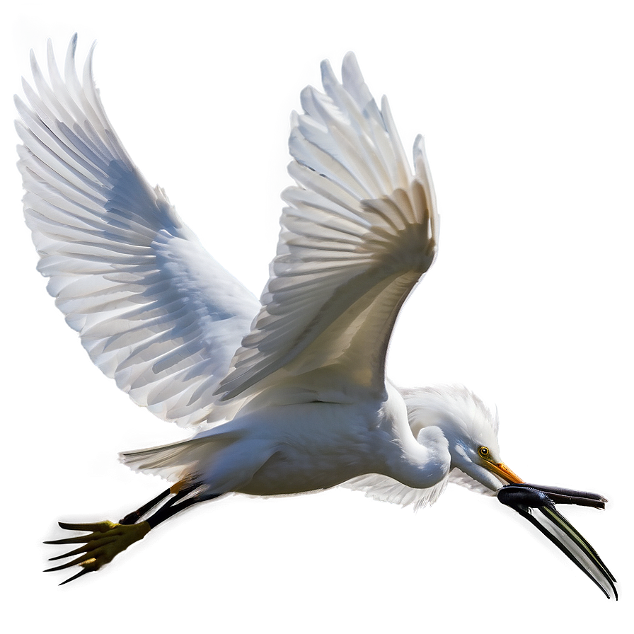 Elegant Egret Soaring Png Sov85 PNG