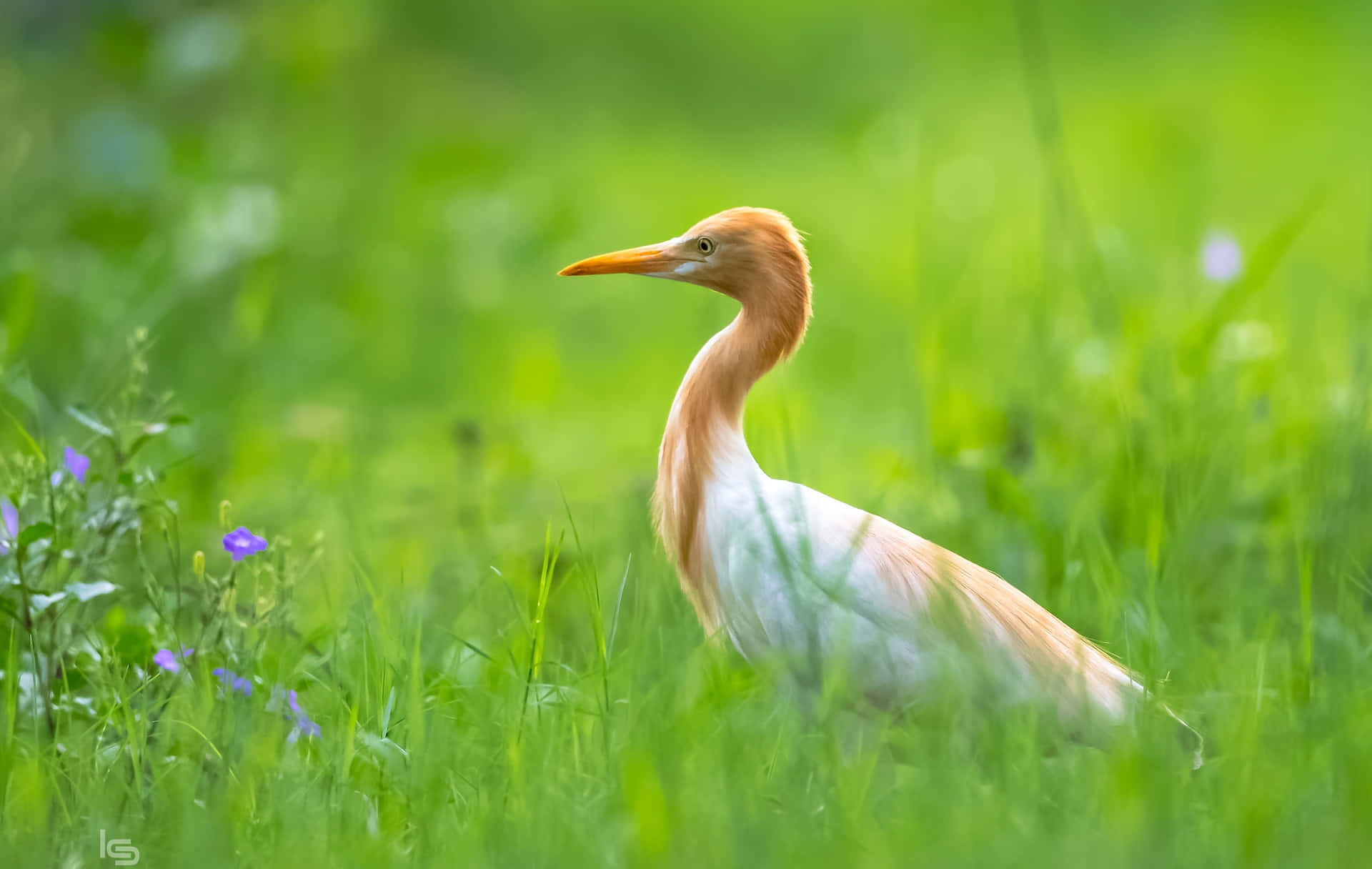 Elegant Egret I Grønn Eng Bakgrunnsbildet