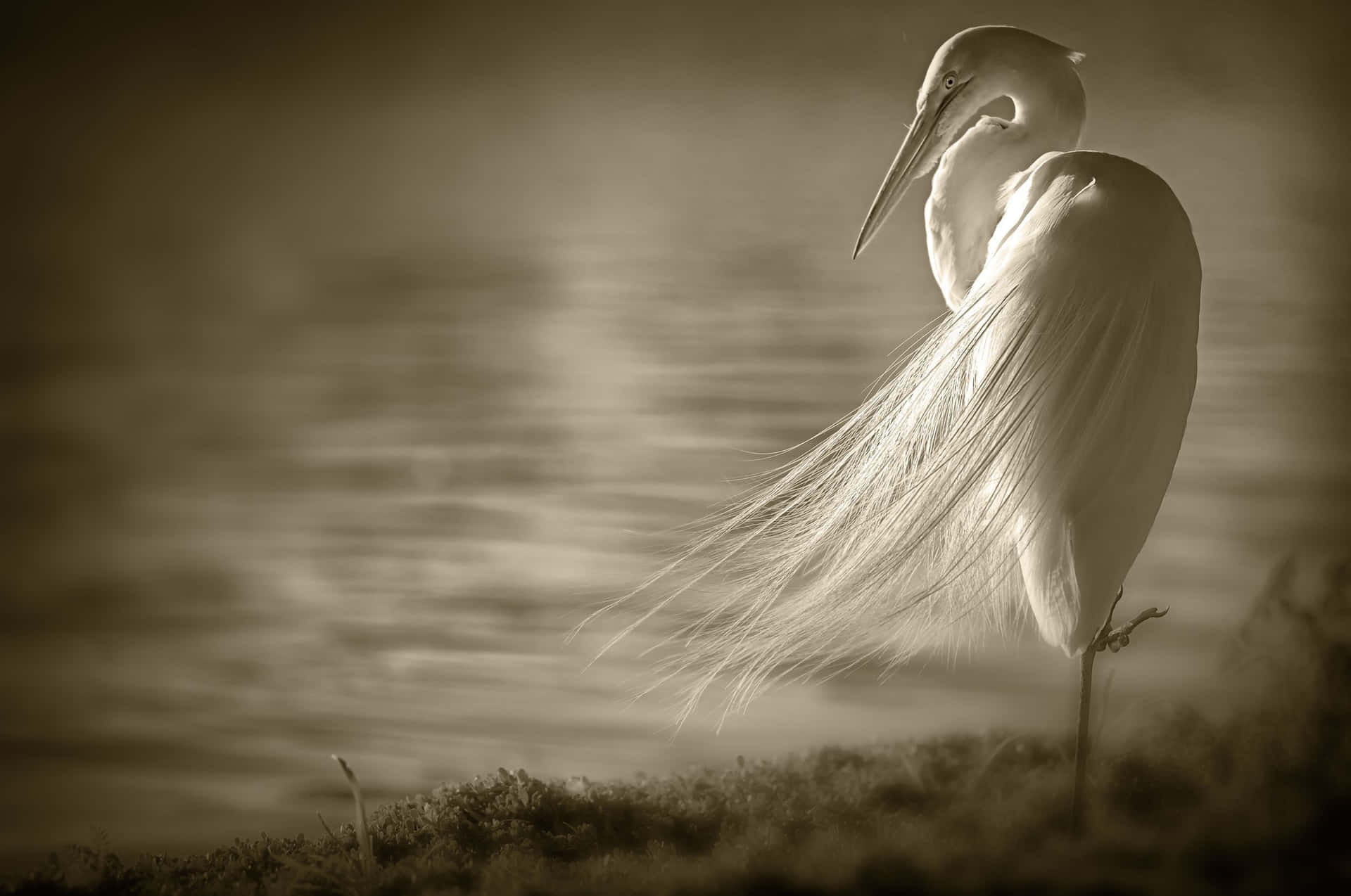 Elegant Egret I Sepiatoner Bakgrunnsbildet